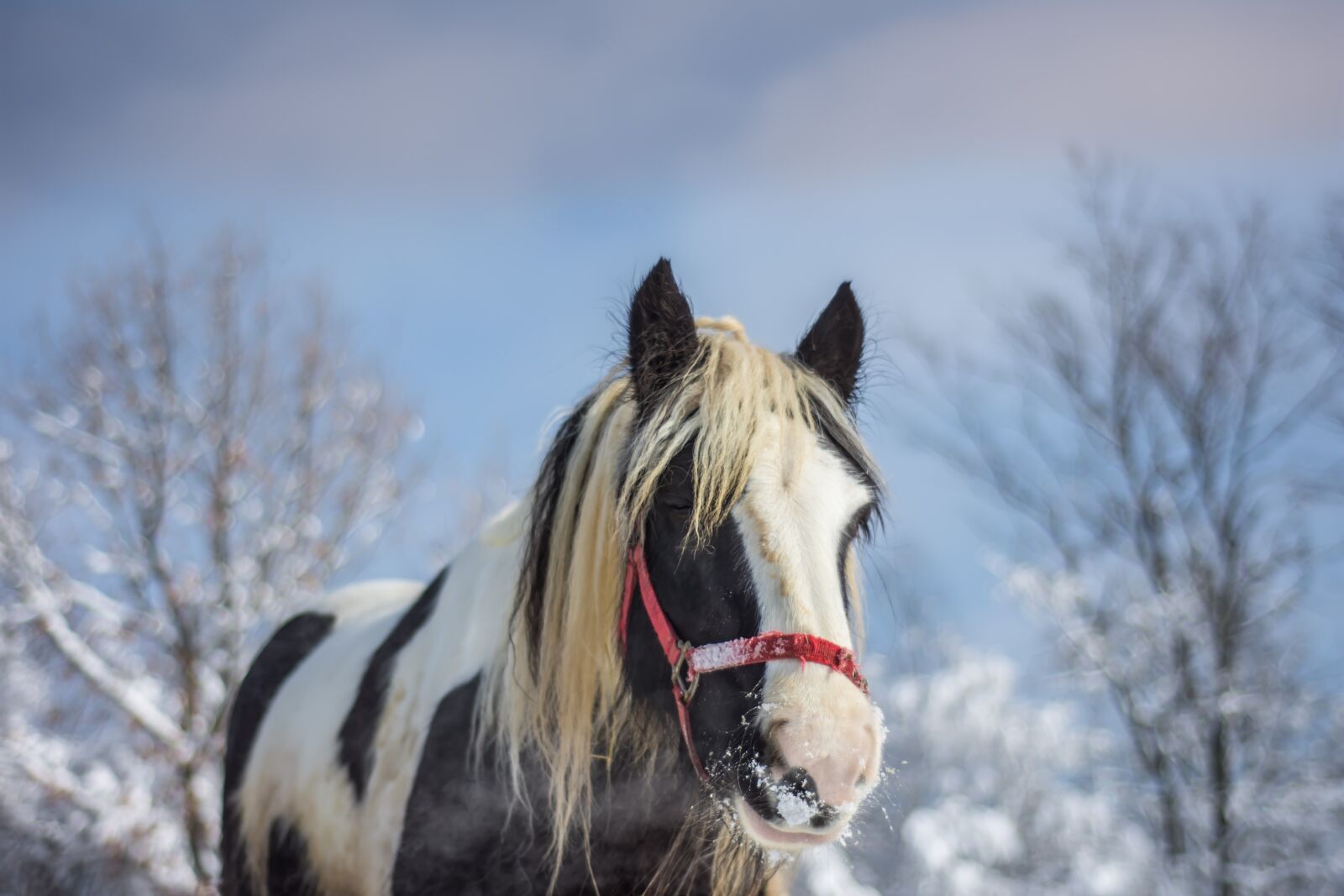 Nikon D7200 sample photo. Horse, farm, winter photography