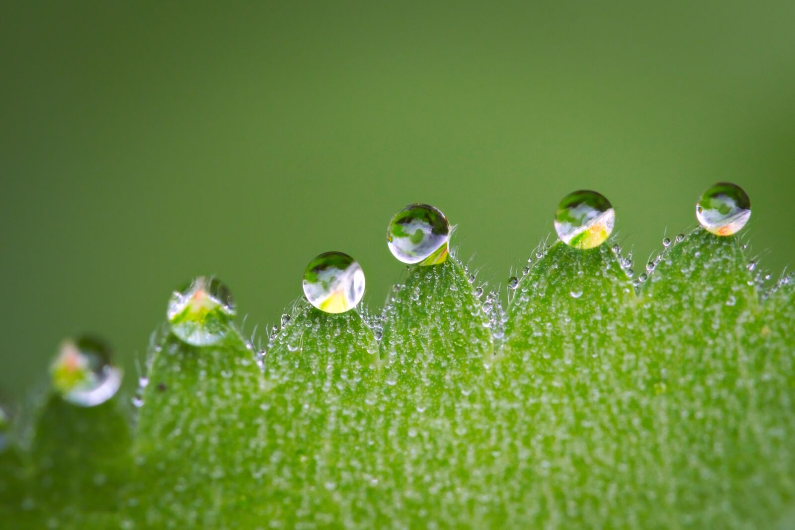 Nikon D3200 sample photo. Macro, drip, drop of photography