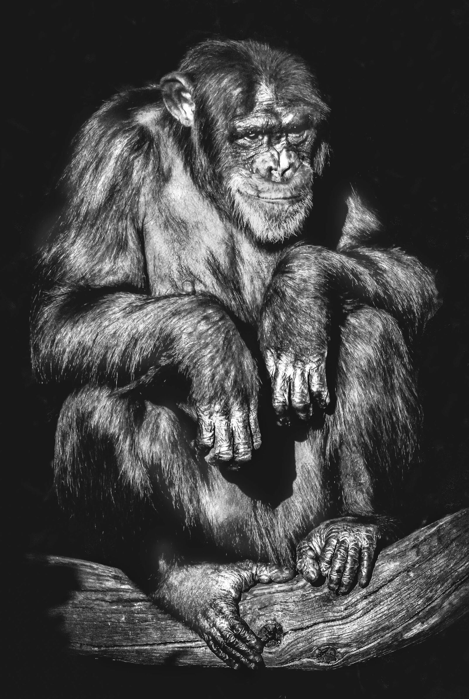 Panasonic Lumix DMC-G5 sample photo. Portrait, primate, monkey photography