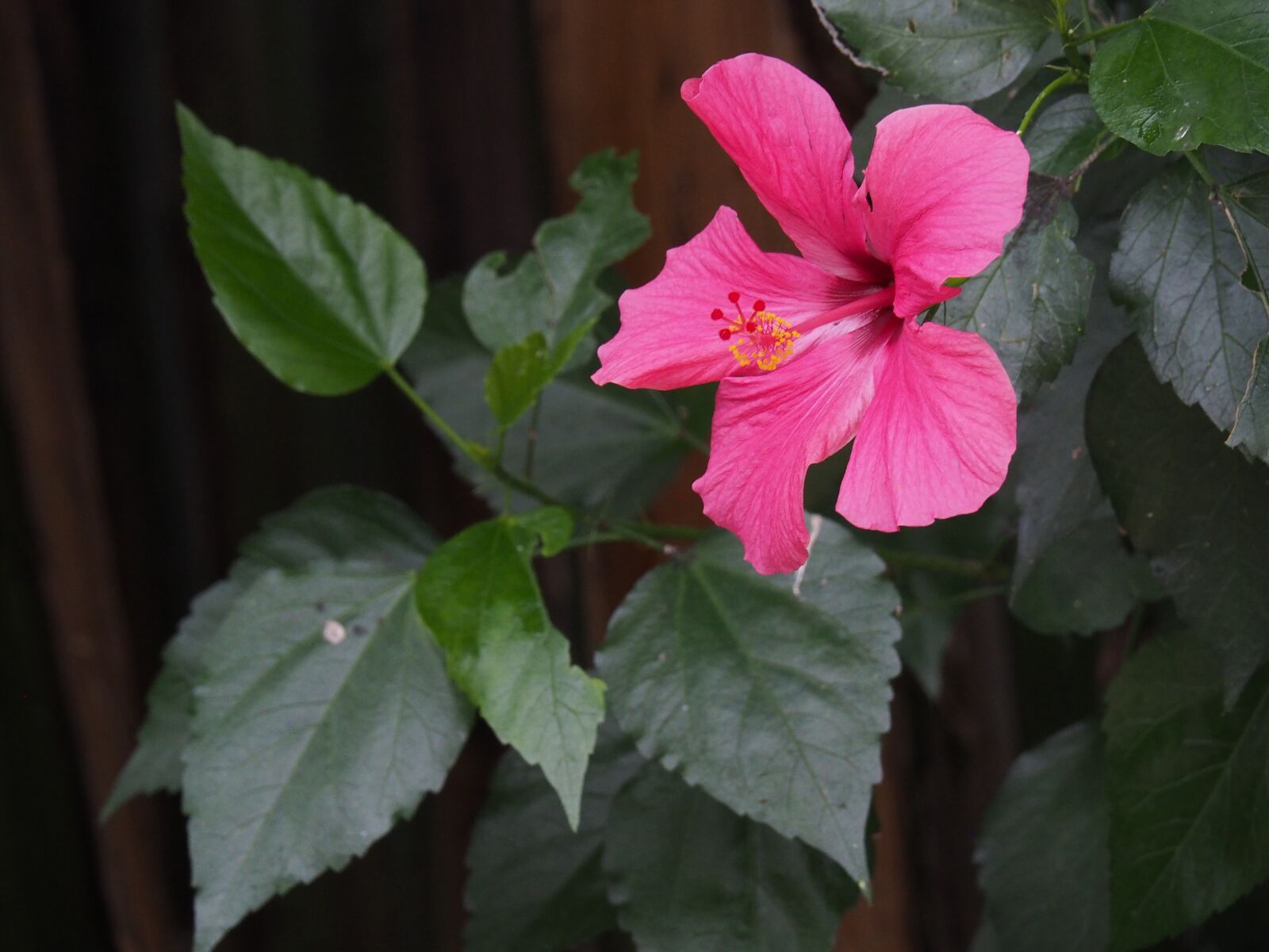 Olympus OM-D E-M5 II sample photo. Flower, plant, pink photography