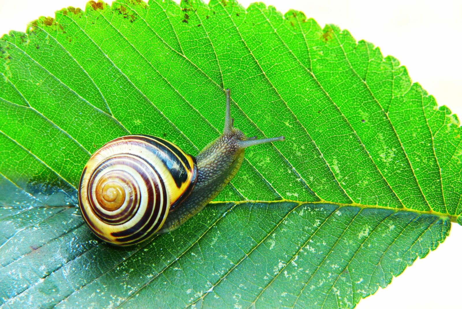 Panasonic Lumix DMC-FZ200 sample photo. Wst yk huntsman, molluscum photography