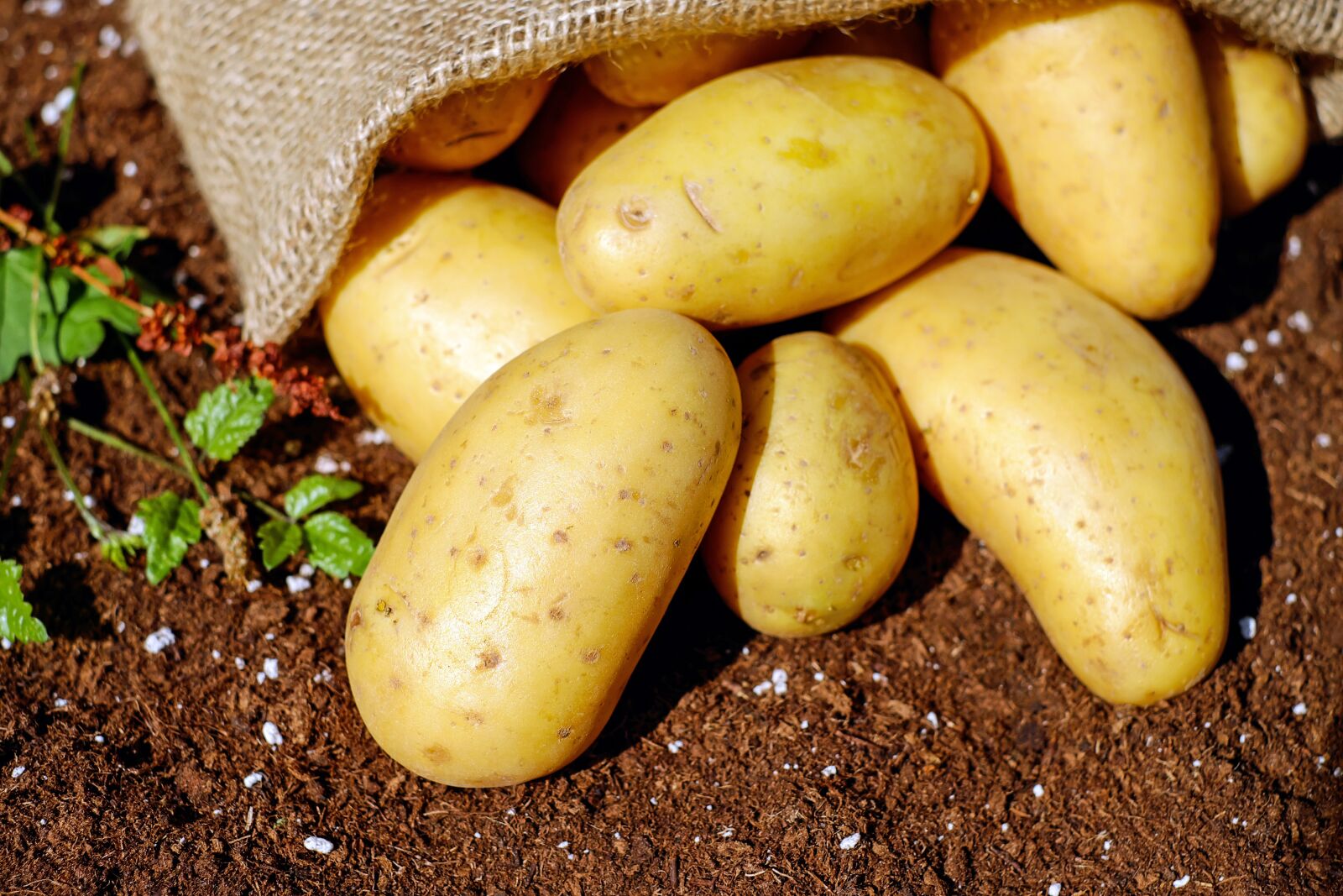 Fujifilm X-T10 + Fujifilm XF 35mm F1.4 R sample photo. Potatoes, vegetables, erdfrucht photography