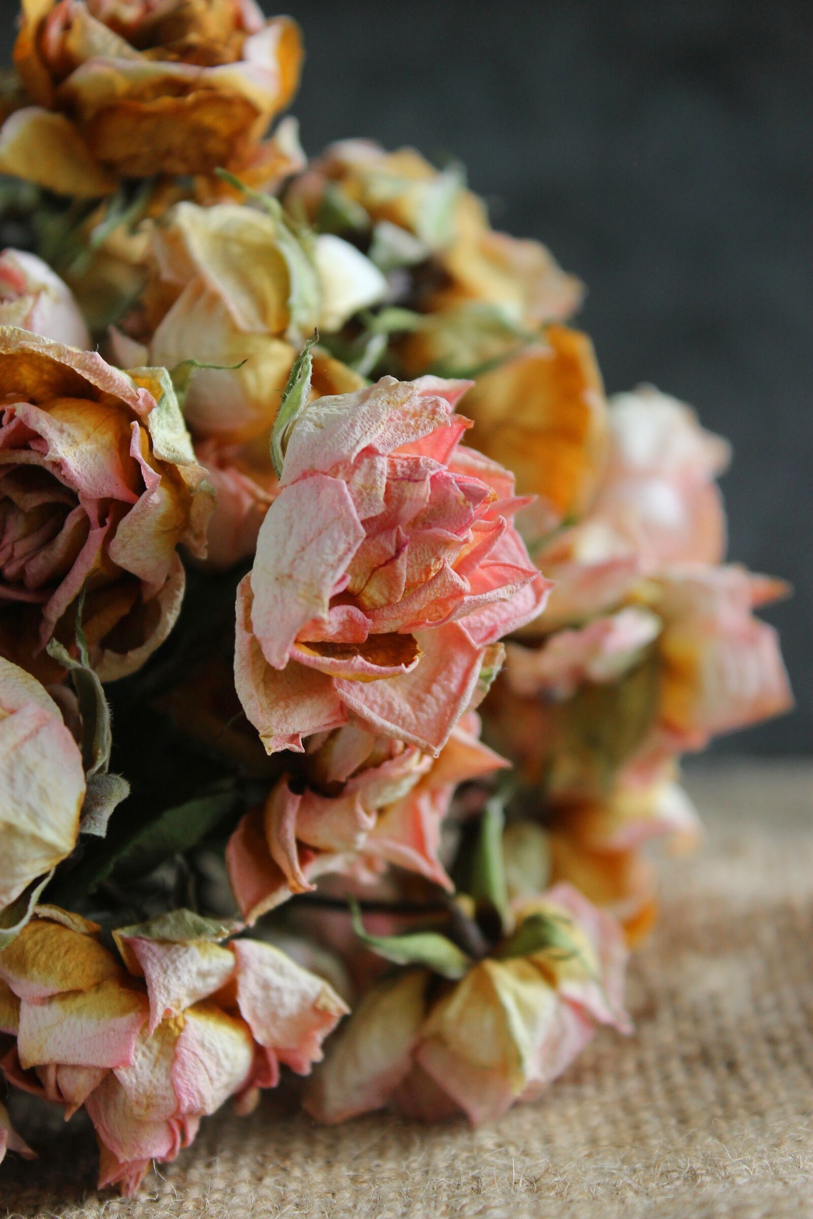Canon EOS 1100D (EOS Rebel T3 / EOS Kiss X50) sample photo. Flower, flowers, rose photography