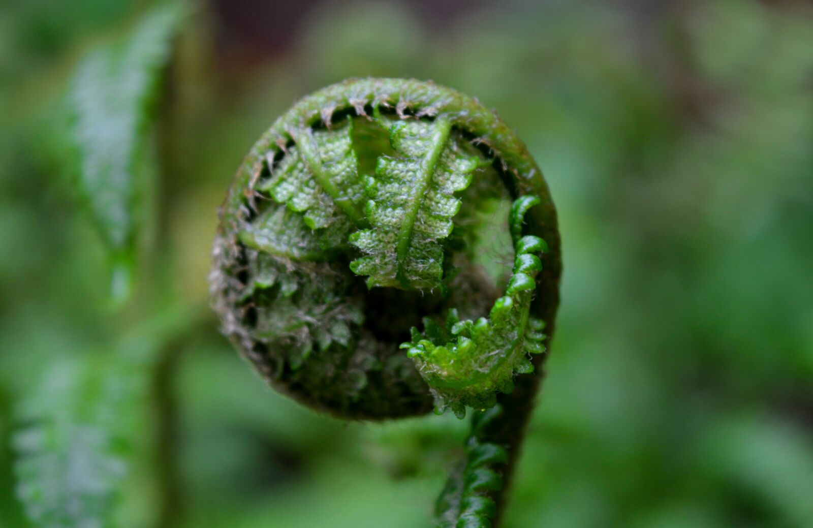 Nikon D3200 sample photo. Fern, rolled up, garden photography