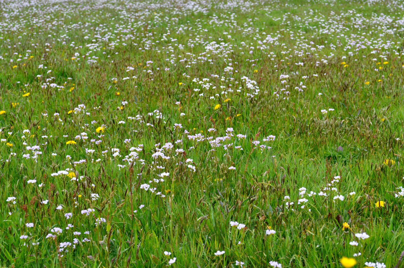 Nikon D90 sample photo. Meadow, flowers, white photography