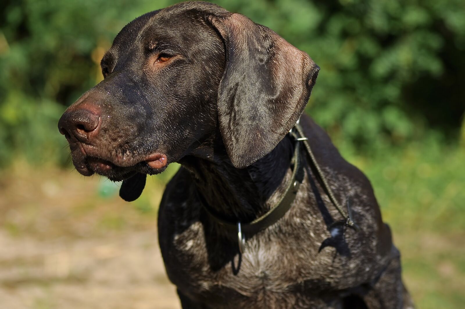 Nikon D90 sample photo. Cozaar, dog, condition photography