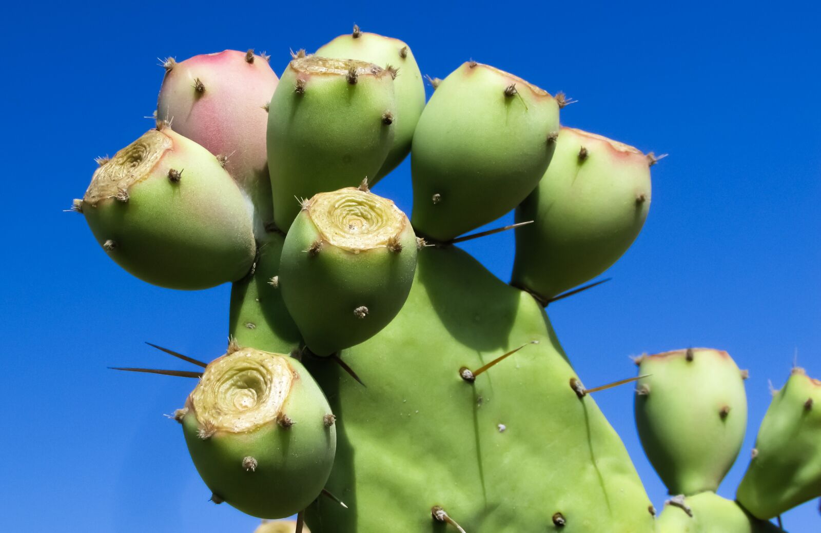 Canon PowerShot SX400 IS sample photo. Cactus, plant, nature photography