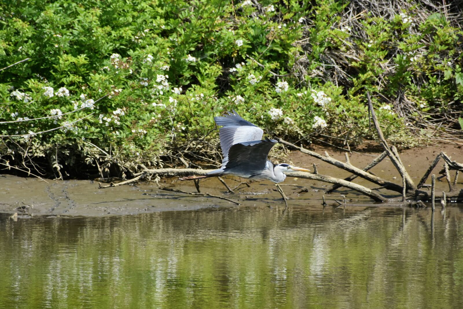 Nikon D7200 sample photo. Animal, river, wood photography