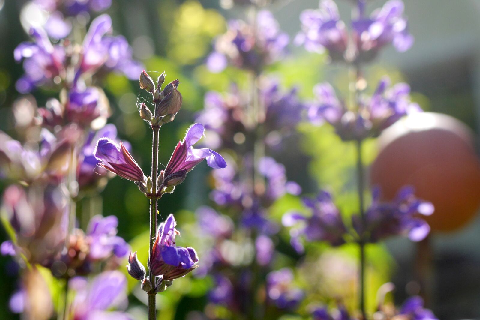 Panasonic Lumix DMC-GH3 sample photo. Sage, backlighting, garden photography