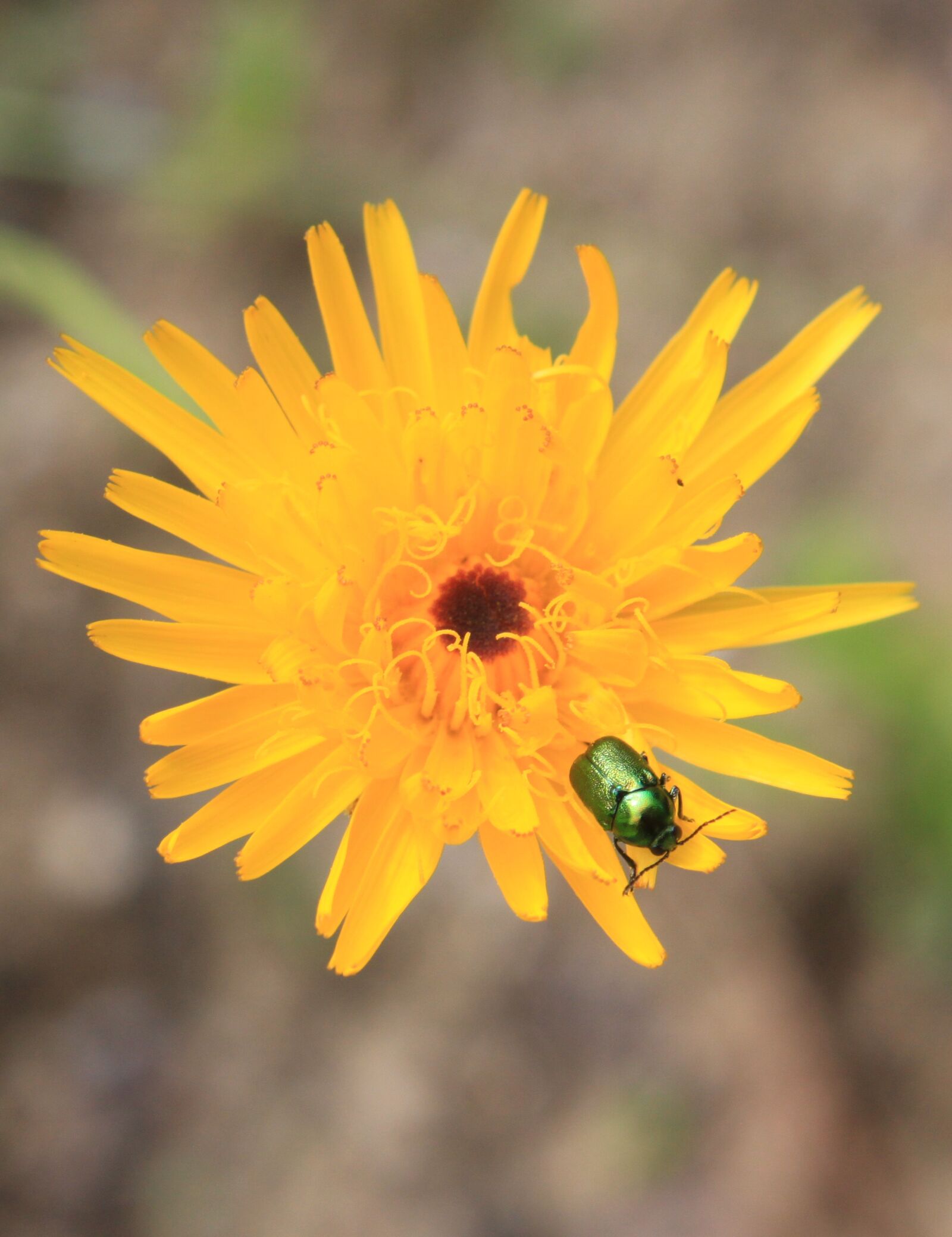 Canon EOS 500D (EOS Rebel T1i / EOS Kiss X3) sample photo. Flower, bug, insect photography