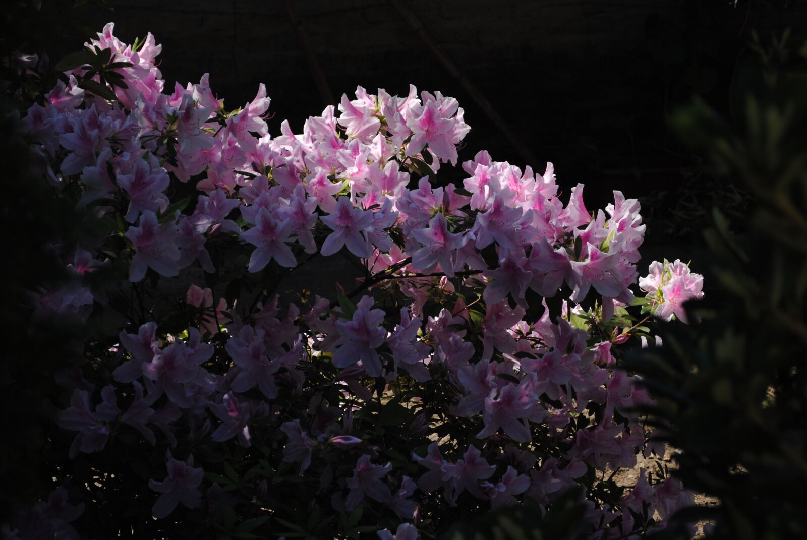 Nikon D3000 sample photo. Flowers, flower, lilac photography