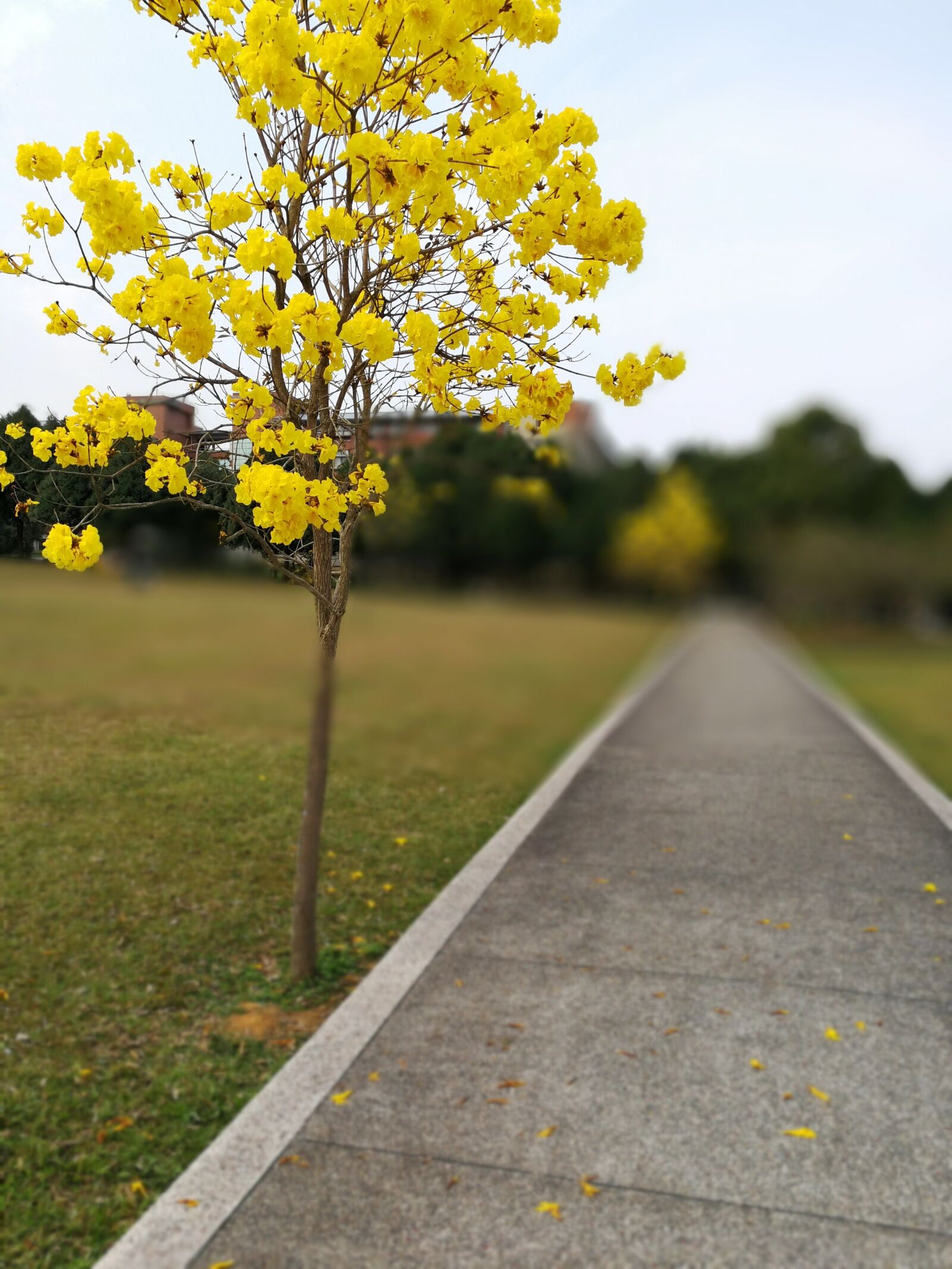 HUAWEI Mate 9 sample photo. Wong feng wood, jinan photography