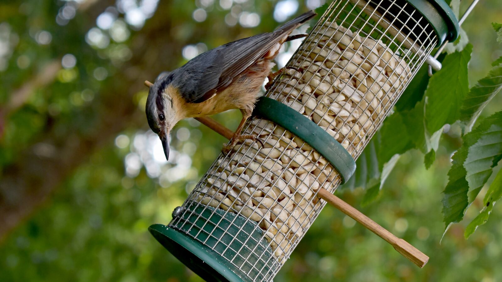 Nikon D3500 sample photo. Kleiber, bird, foraging photography