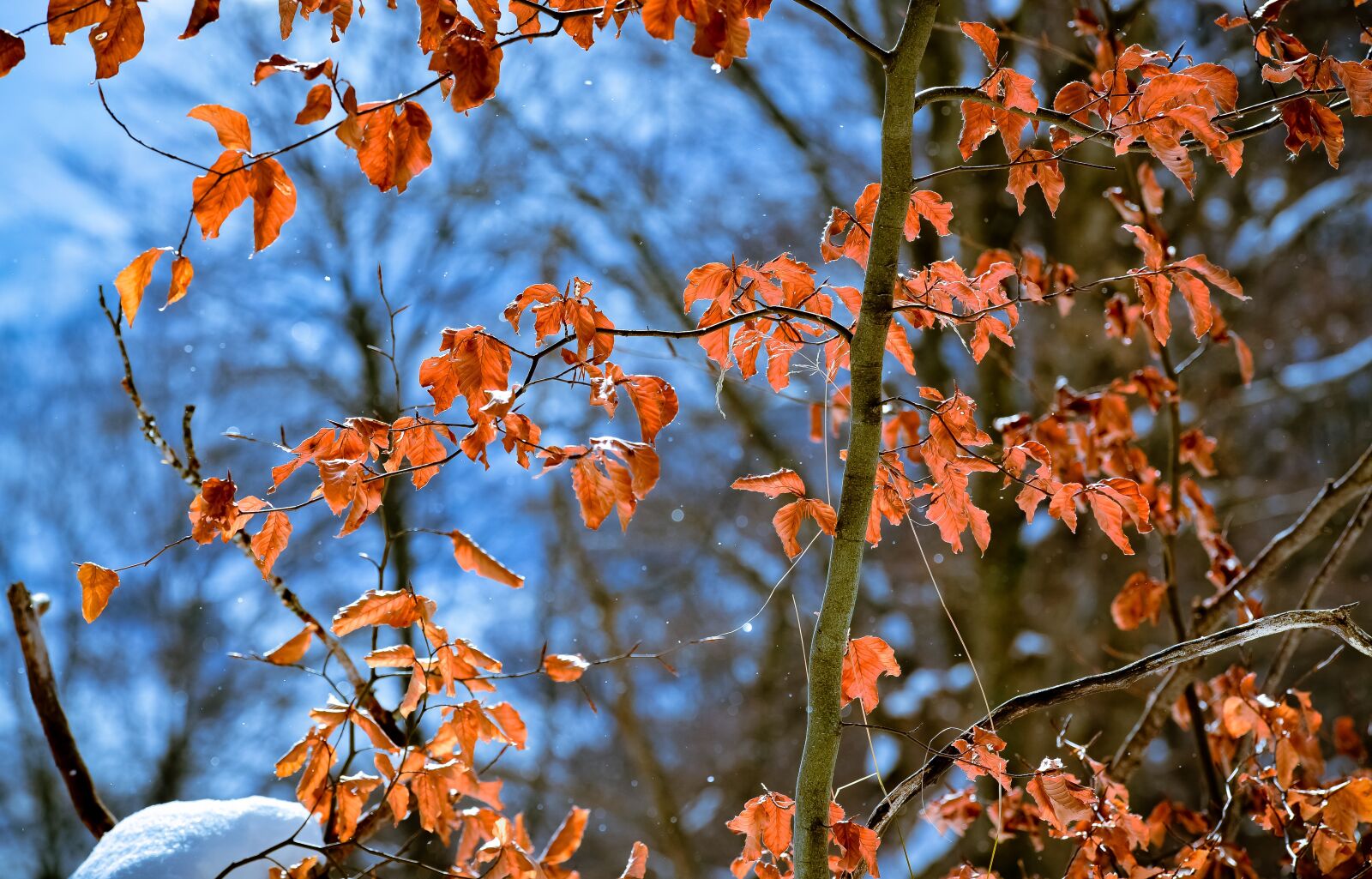 Nikon D7000 sample photo. Winter, forest, wintry photography
