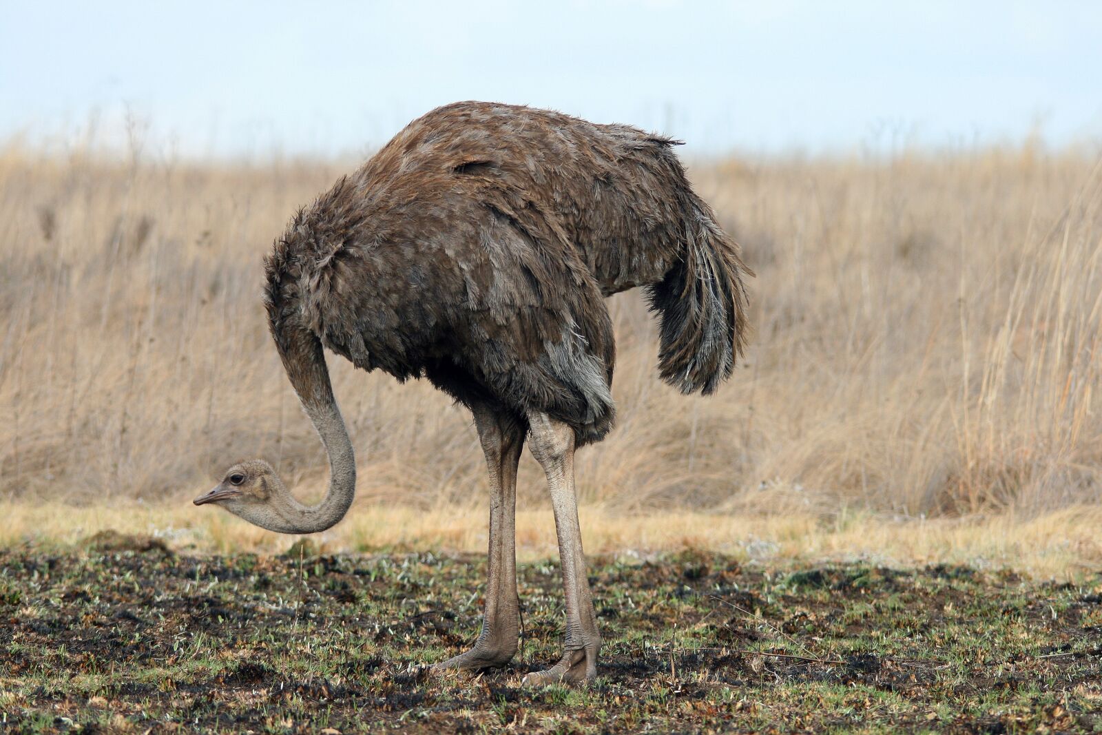 Canon EOS 400D (EOS Digital Rebel XTi / EOS Kiss Digital X) sample photo. Wild, game, ostrich photography