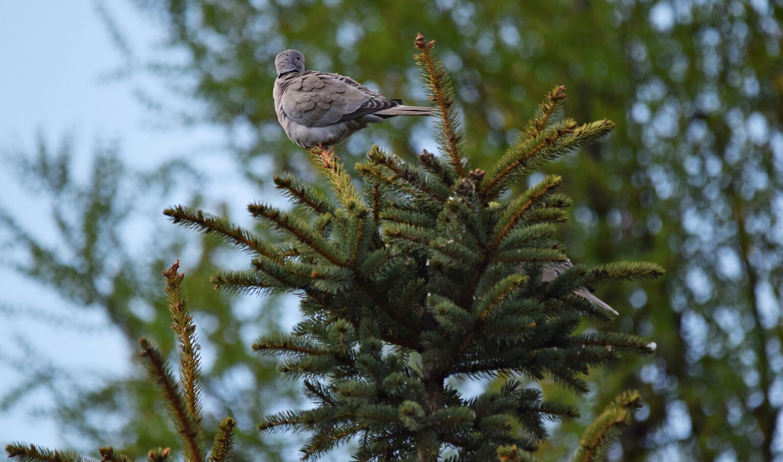 Nikon D5300 sample photo. Tree, bird, nature photography