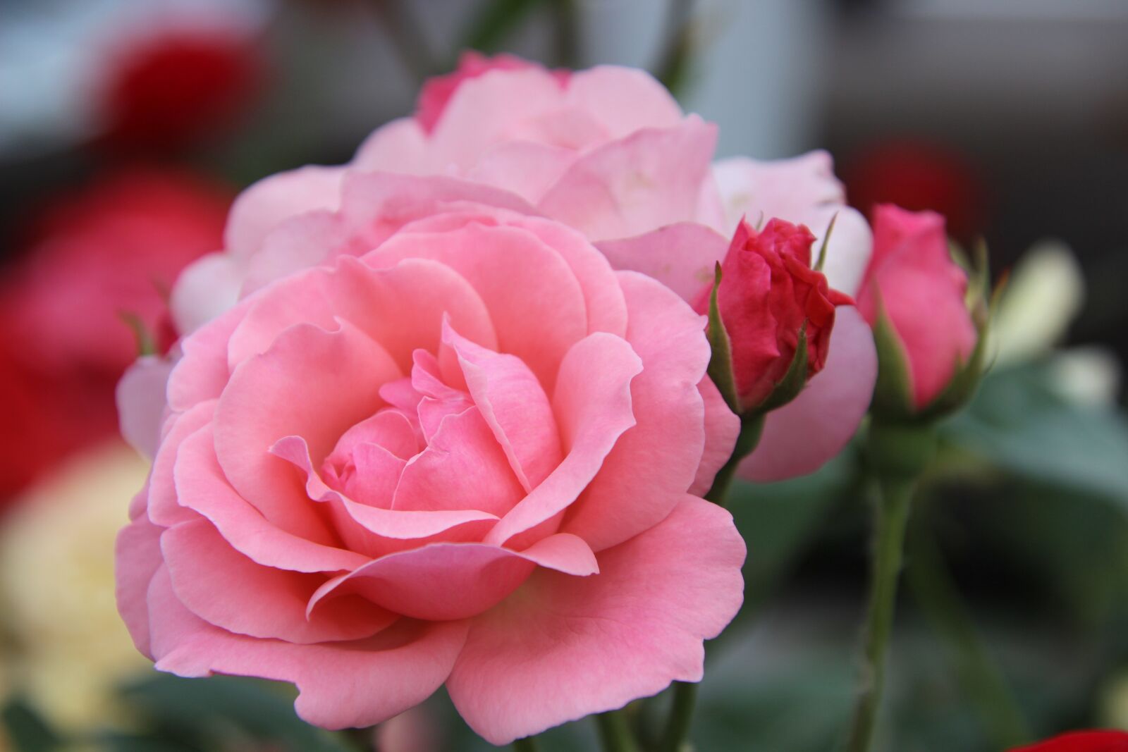 Canon EOS 600D (Rebel EOS T3i / EOS Kiss X5) sample photo. Roses, pink roses, flowers photography