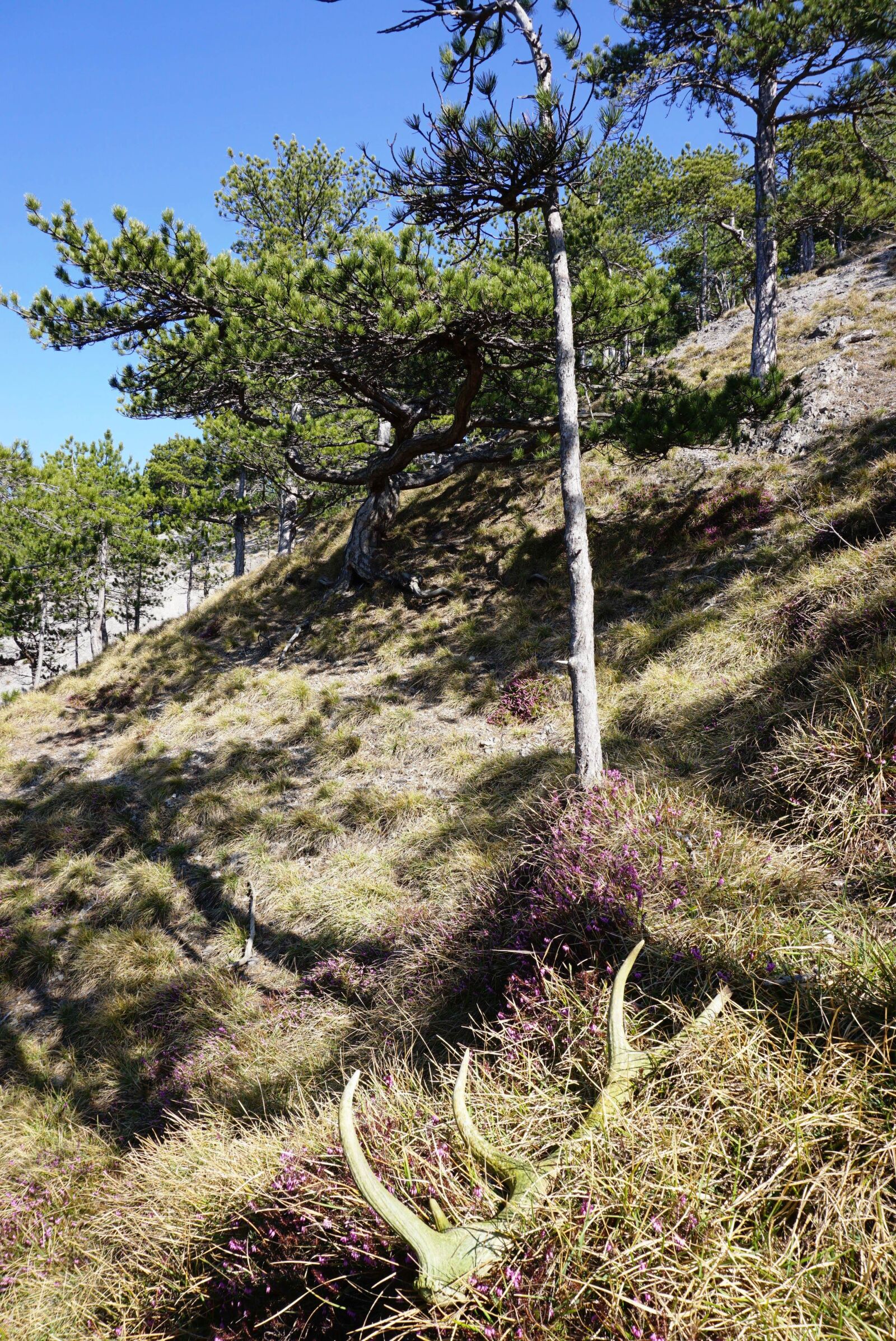 Sony a6000 sample photo. Alpine, natural humor, black photography