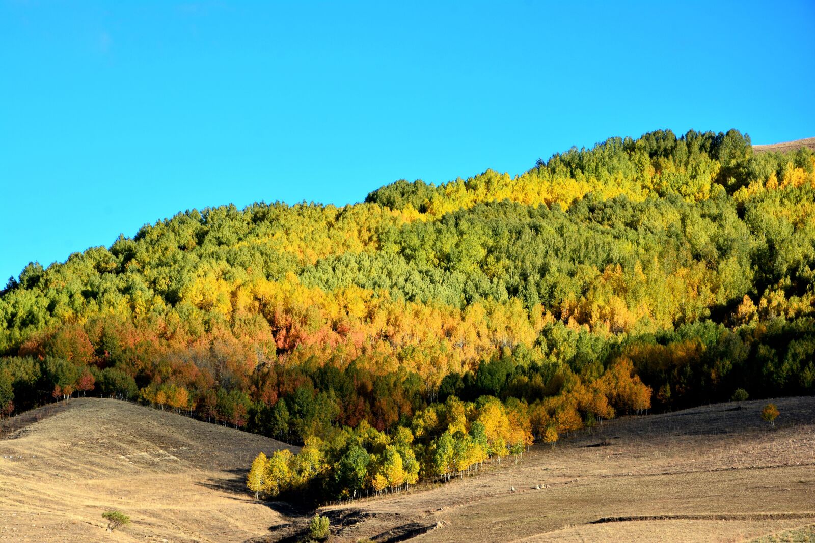 Nikon D7100 sample photo. Autumn, season, nature photography