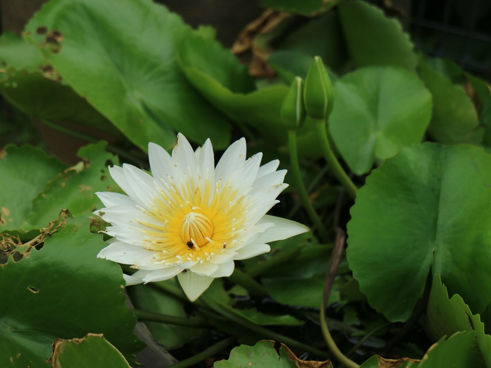 Canon EOS M3 sample photo. Flowering, lotus pond, bloom photography