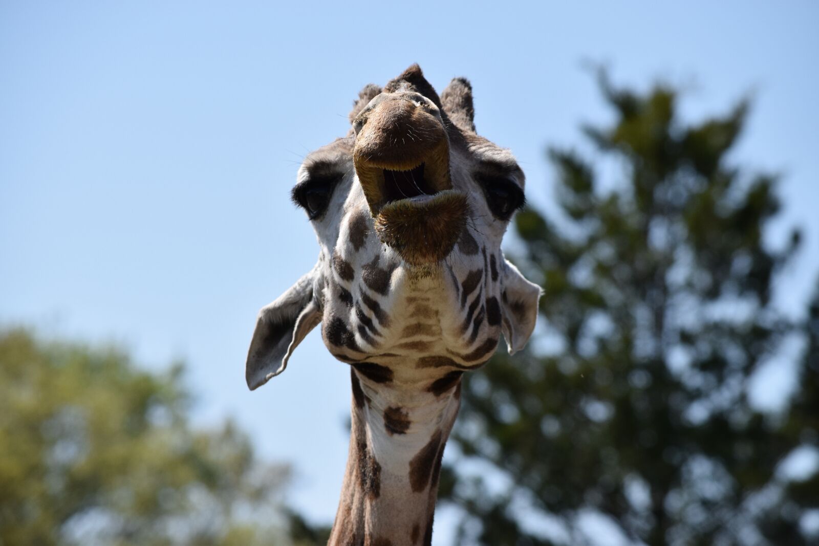 Nikon D5300 sample photo. Giraffe, zoom, qilin photography