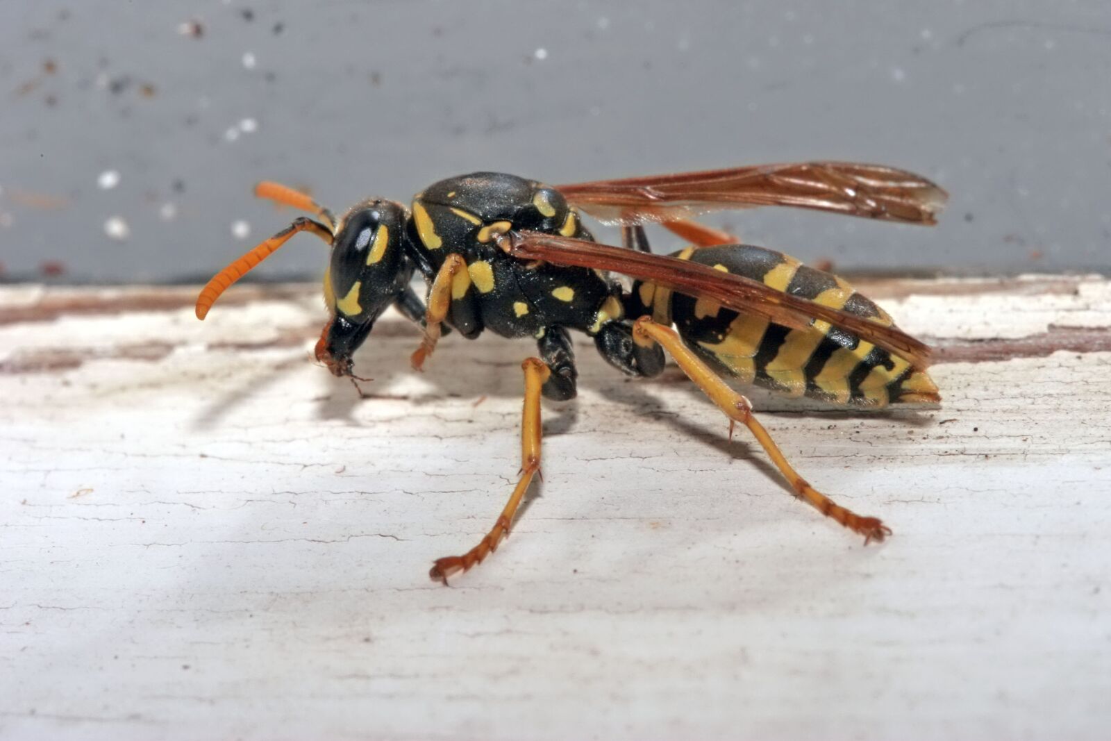 Canon EOS 20D sample photo. Insect, nature, animal photography