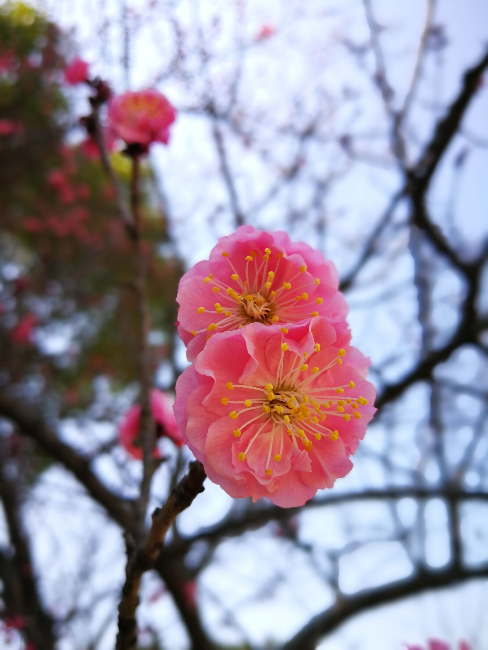 HUAWEI P10 Plus sample photo. Tree, nature, branch photography