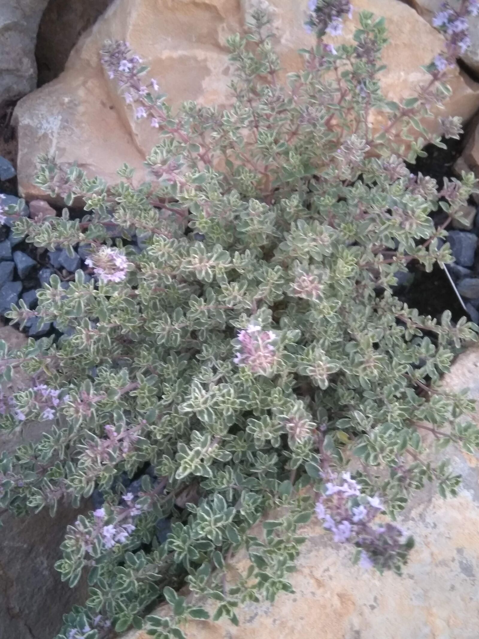 HMD Global Nokia 5 sample photo. Herb, garden, herbs photography