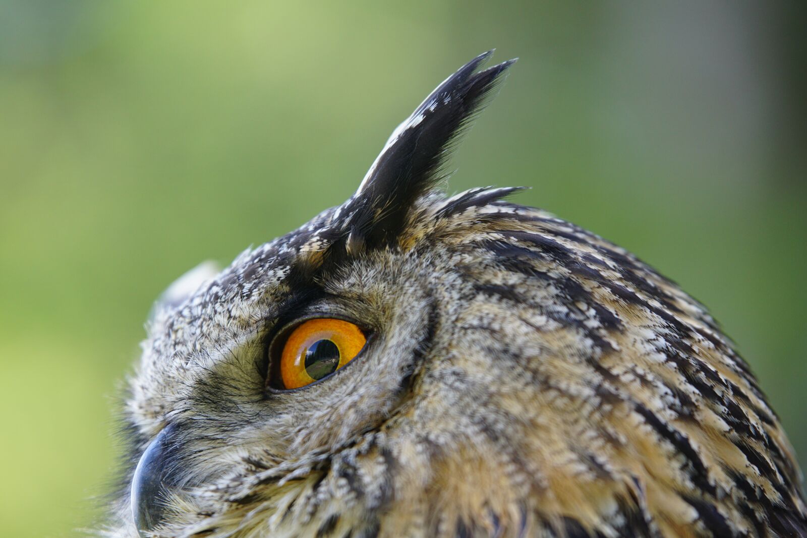 Sony ILCA-77M2 sample photo. Owl, real, bird photography