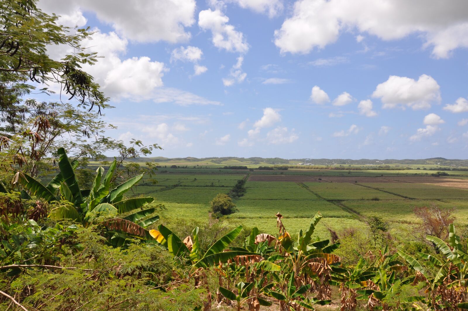 Nikon D90 sample photo. Country, jamaica, green photography