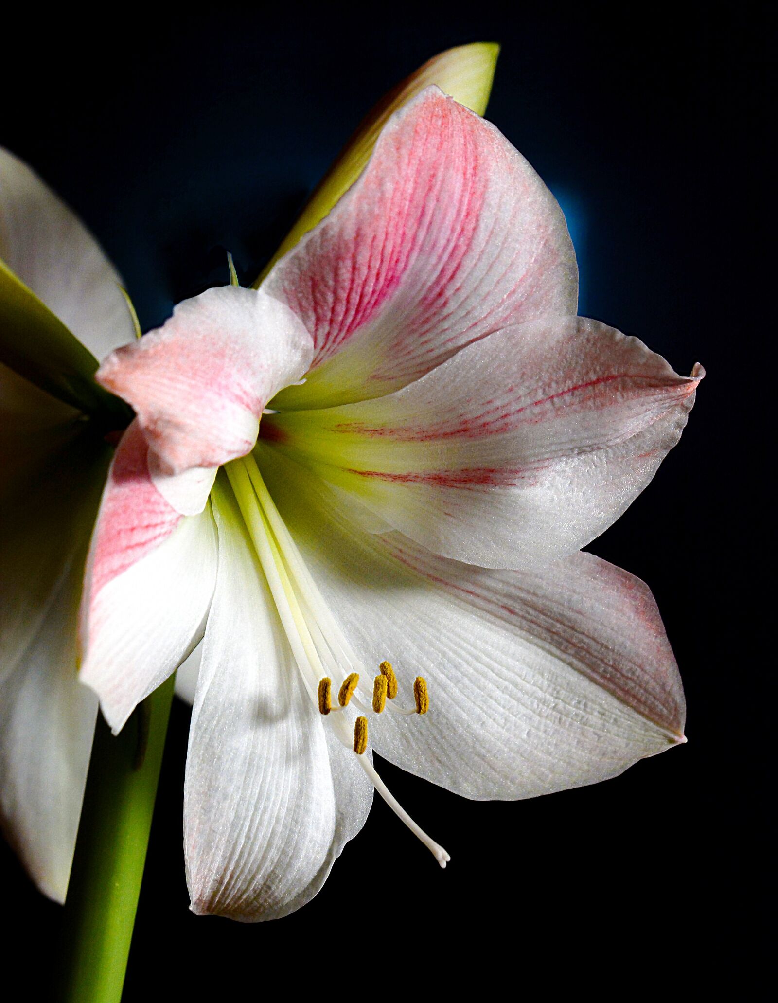 Nikon D7100 sample photo. Amaryllis, plant, flower photography