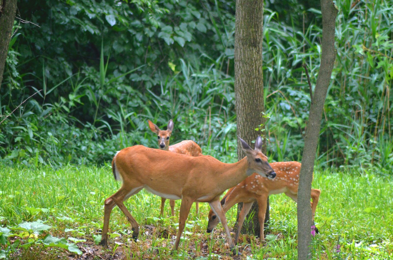 Nikon D5100 sample photo. Deer, fawn, doe photography