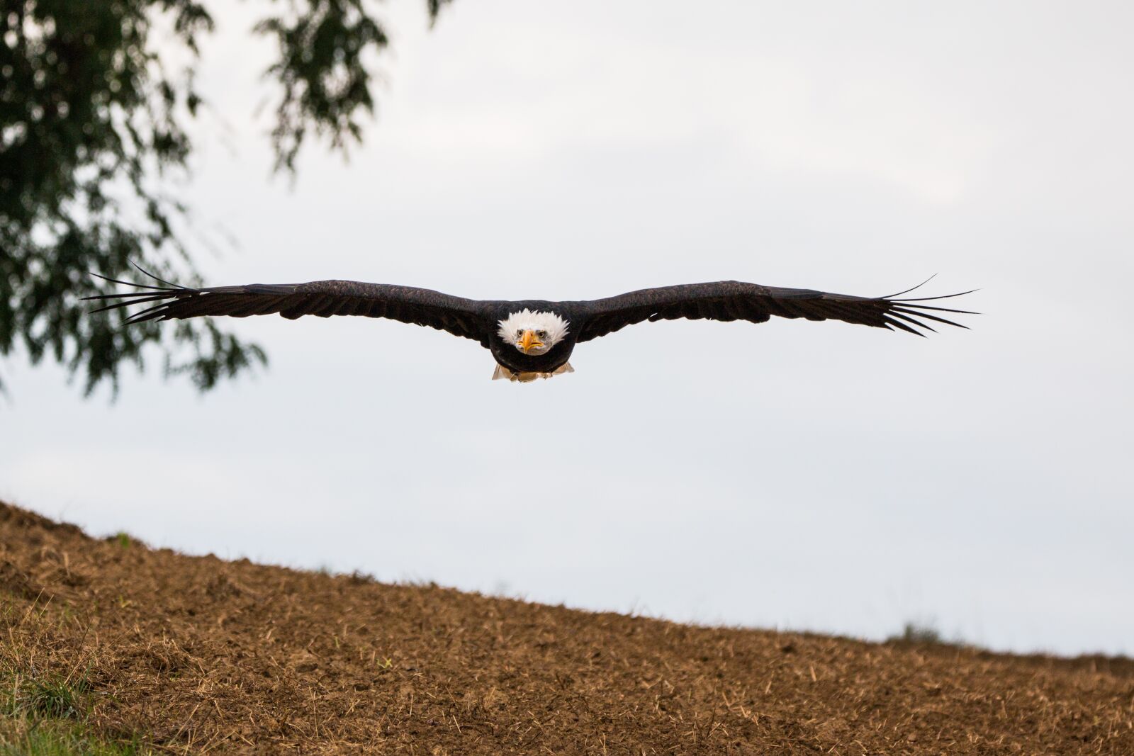 150-600mm F5-6.3 DG OS HSM | Contemporary 015 sample photo. Bald eagle, flying, in photography