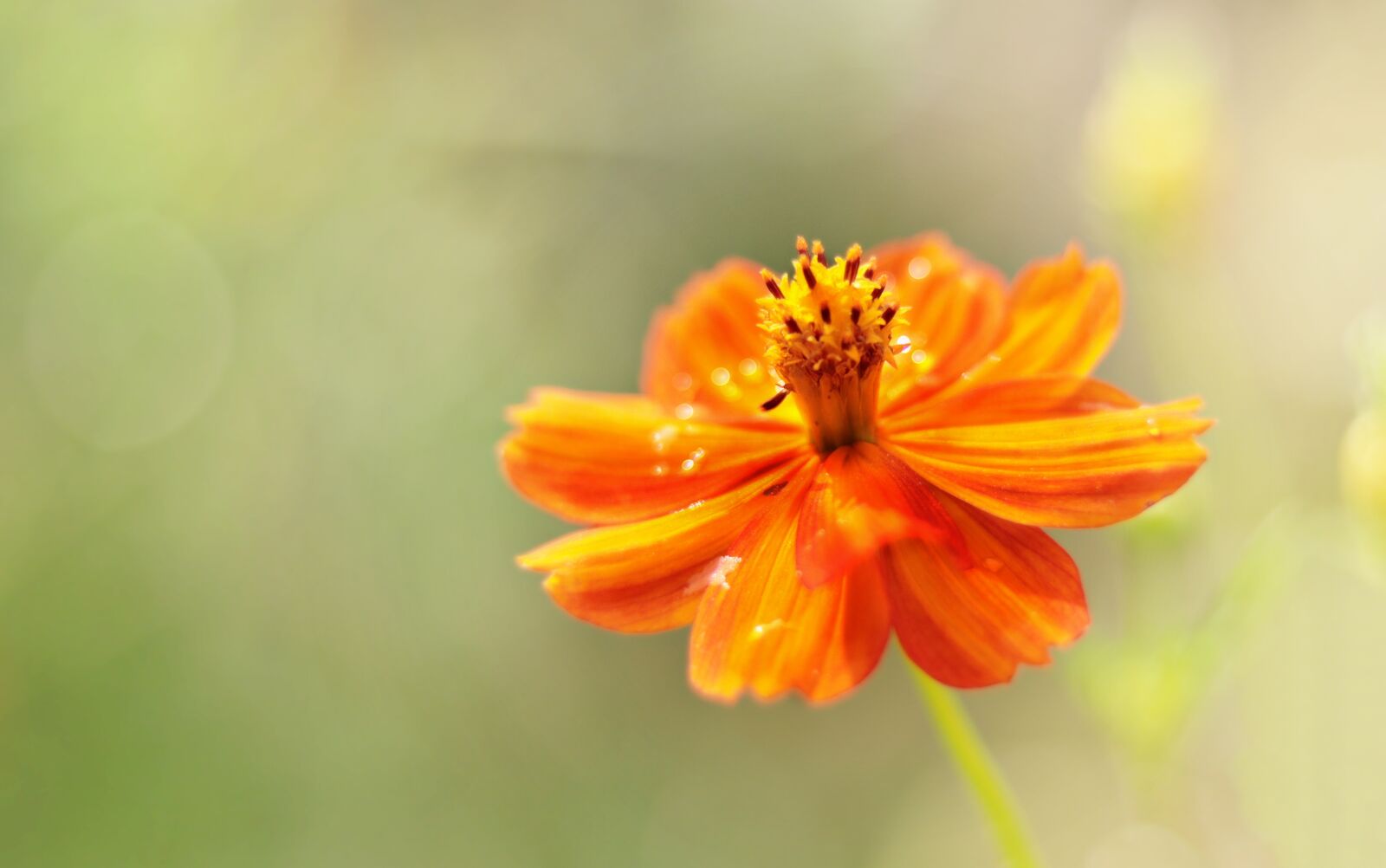 Canon EOS 80D + Canon EF 50mm F1.8 STM sample photo. Pointed flower, orange, yellow photography