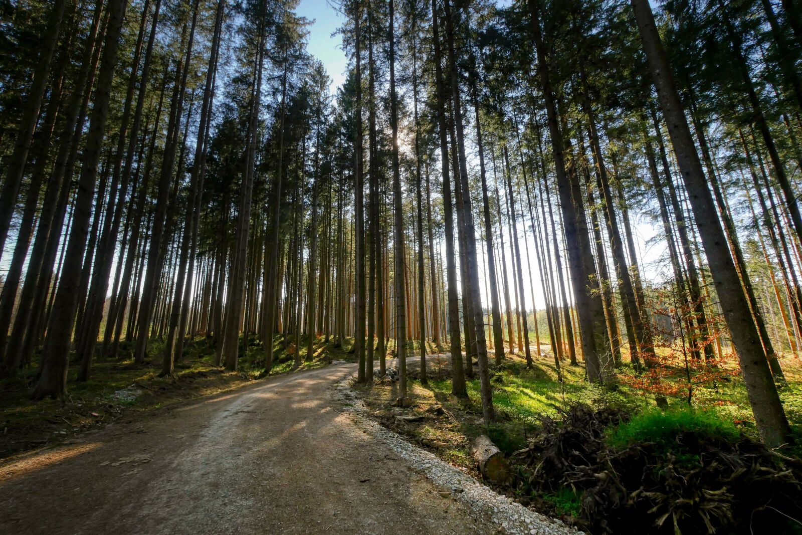 Panasonic Lumix DMC-GX8 sample photo. Forest, tree, nature photography