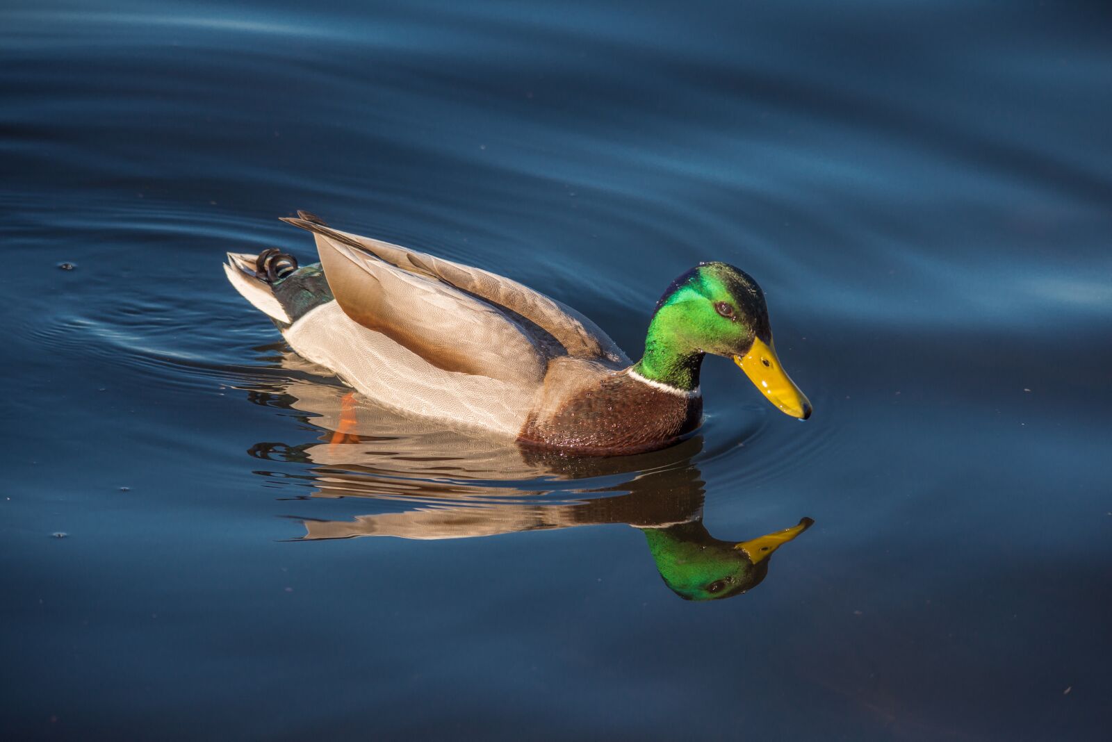 Nikon D810 sample photo. Duck, fowl, bird photography