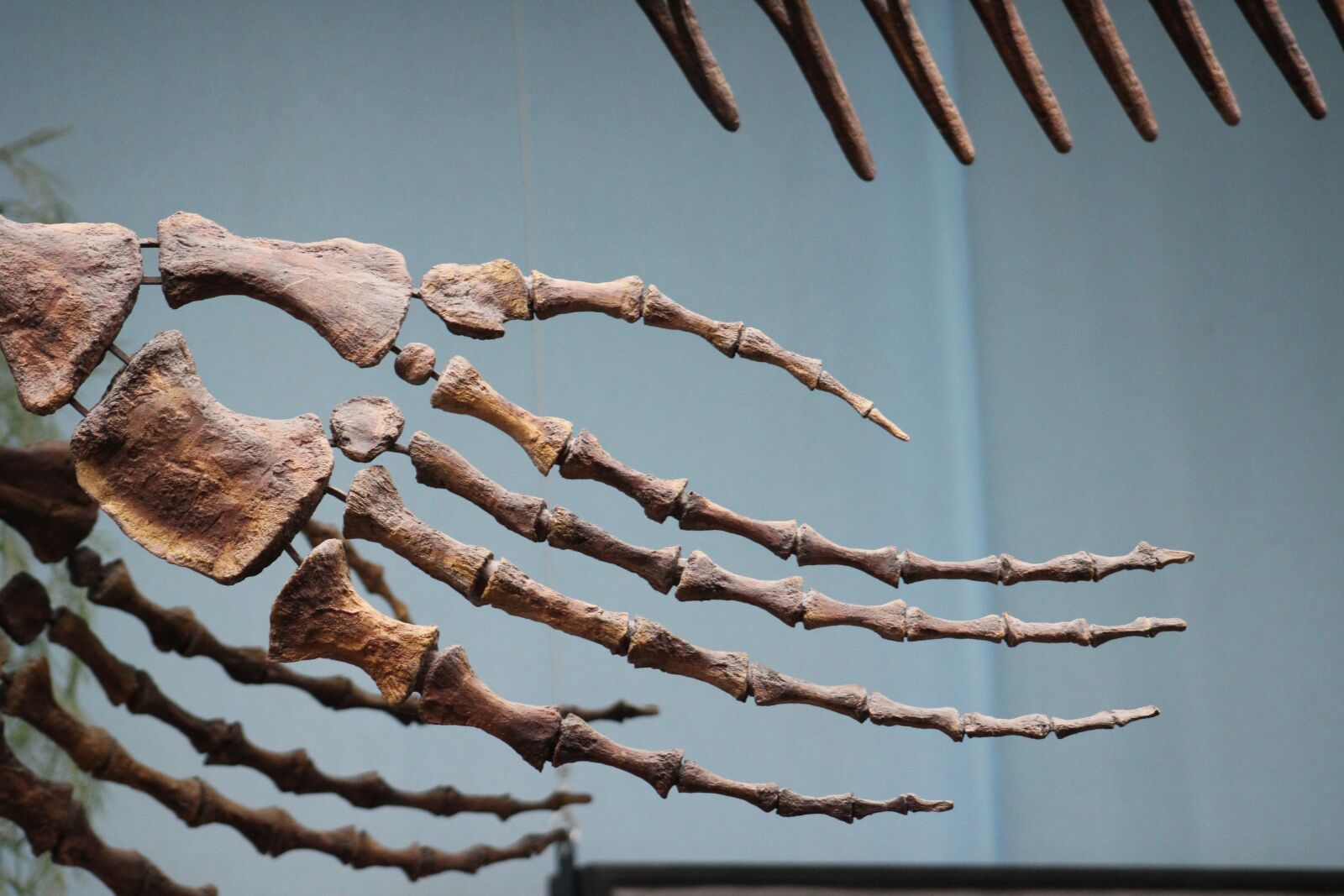 Canon EOS 2000D (EOS Rebel T7 / EOS Kiss X90 / EOS 1500D) sample photo. Dino, dinosaur, prehistoric times photography