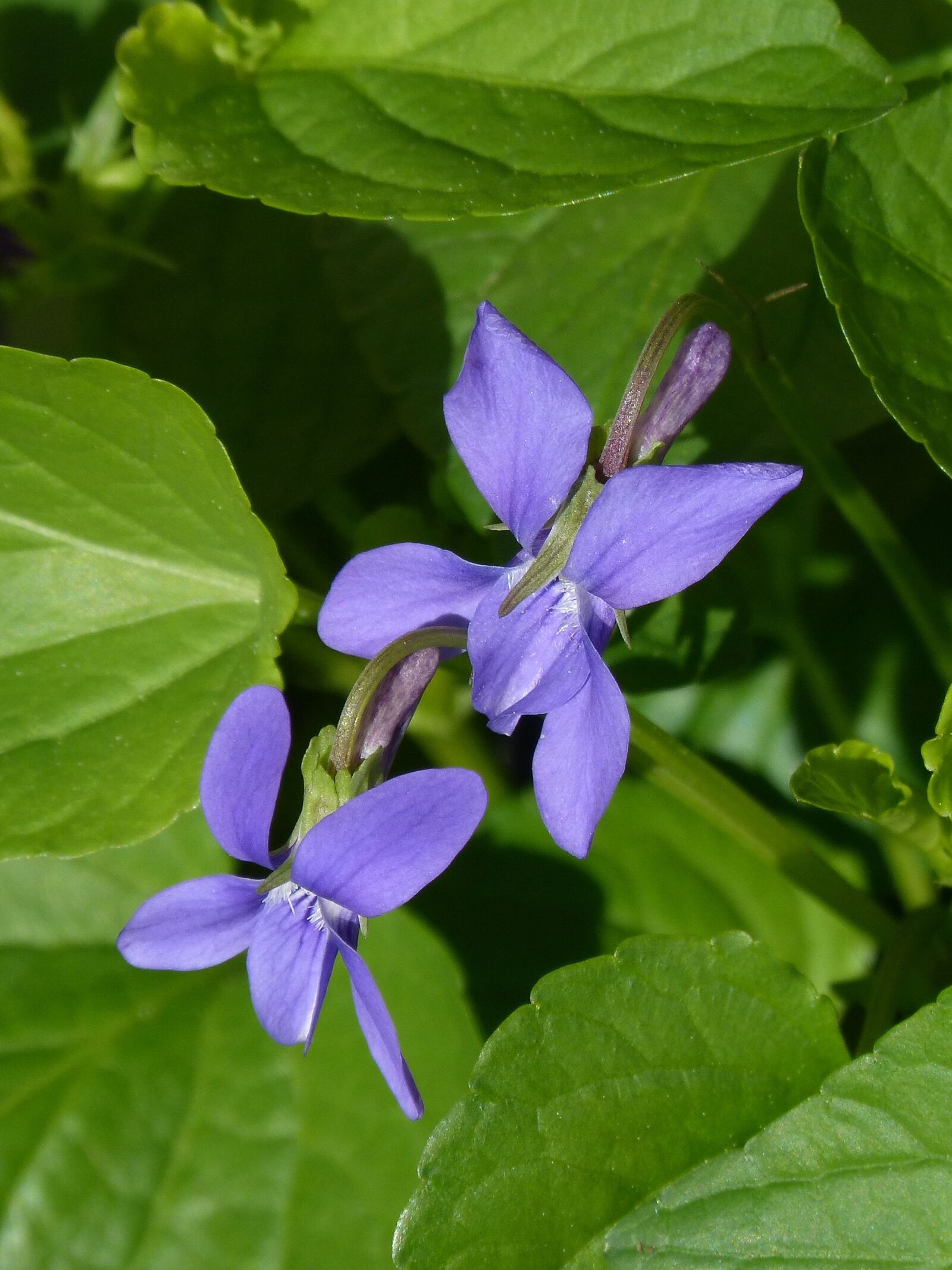 Panasonic DMC-FZ62 sample photo. Violets, flowers, leaves photography