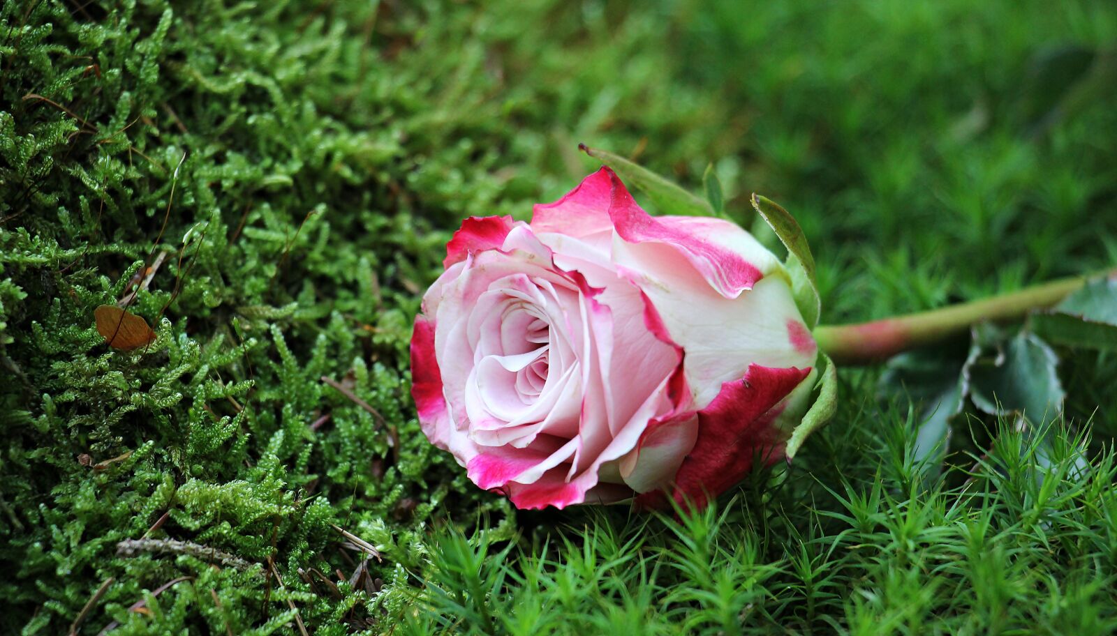 Canon EOS 550D (EOS Rebel T2i / EOS Kiss X4) sample photo. Rose, culture rose, floribunda photography