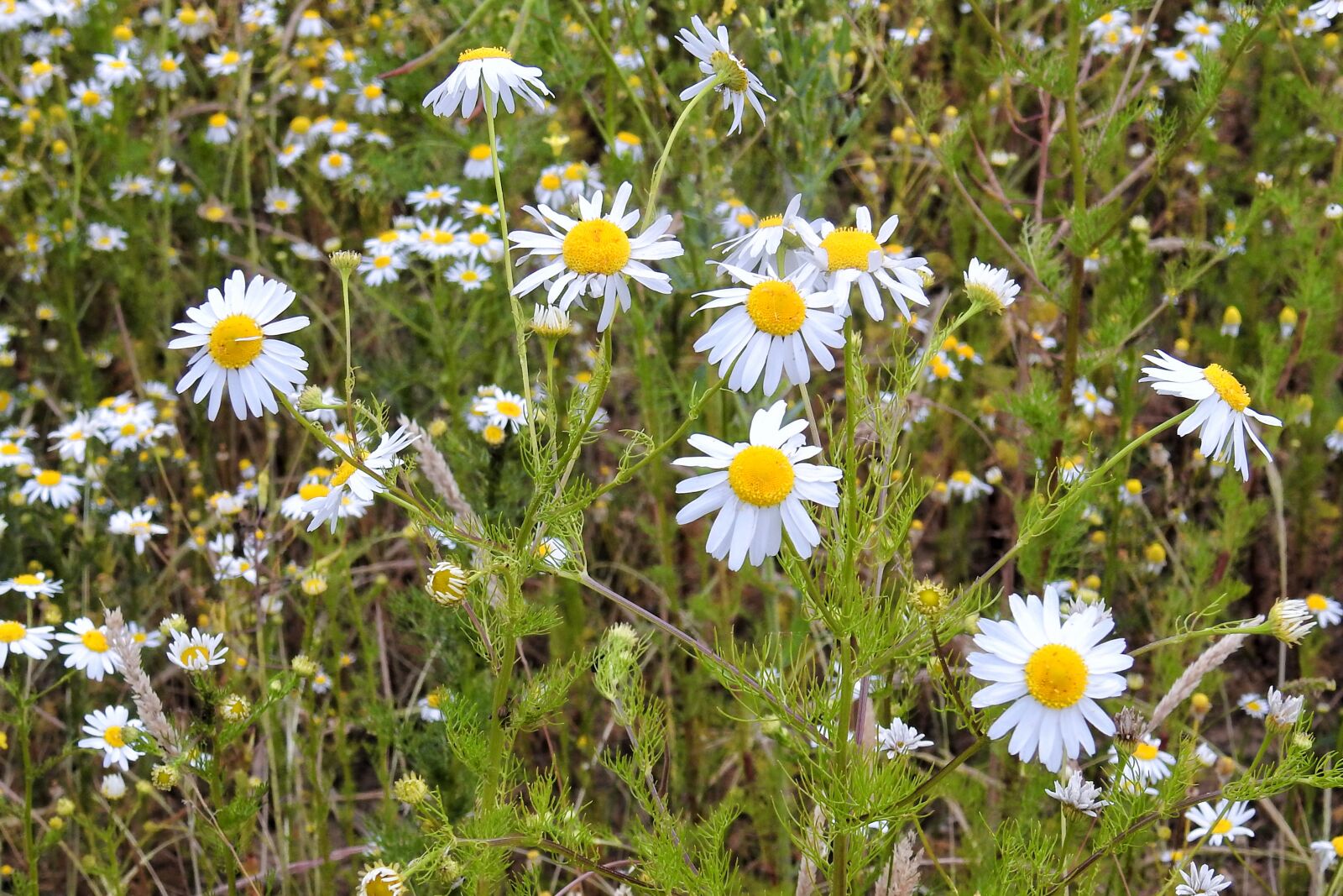 Nikon Coolpix P900 sample photo. Chamomile, chamomile blossoms, medicinal photography