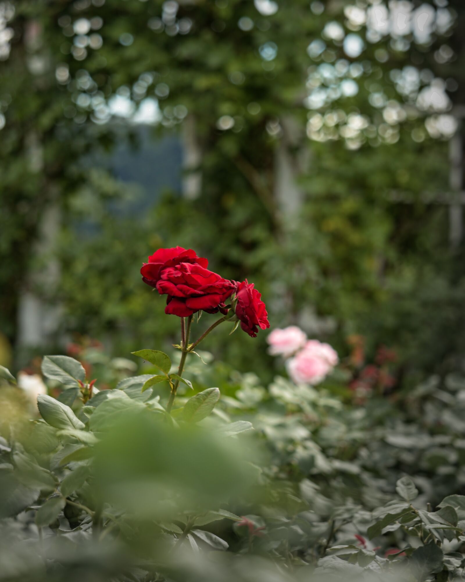 Canon EOS 200D (EOS Rebel SL2 / EOS Kiss X9) sample photo. Rose, red, garden photography
