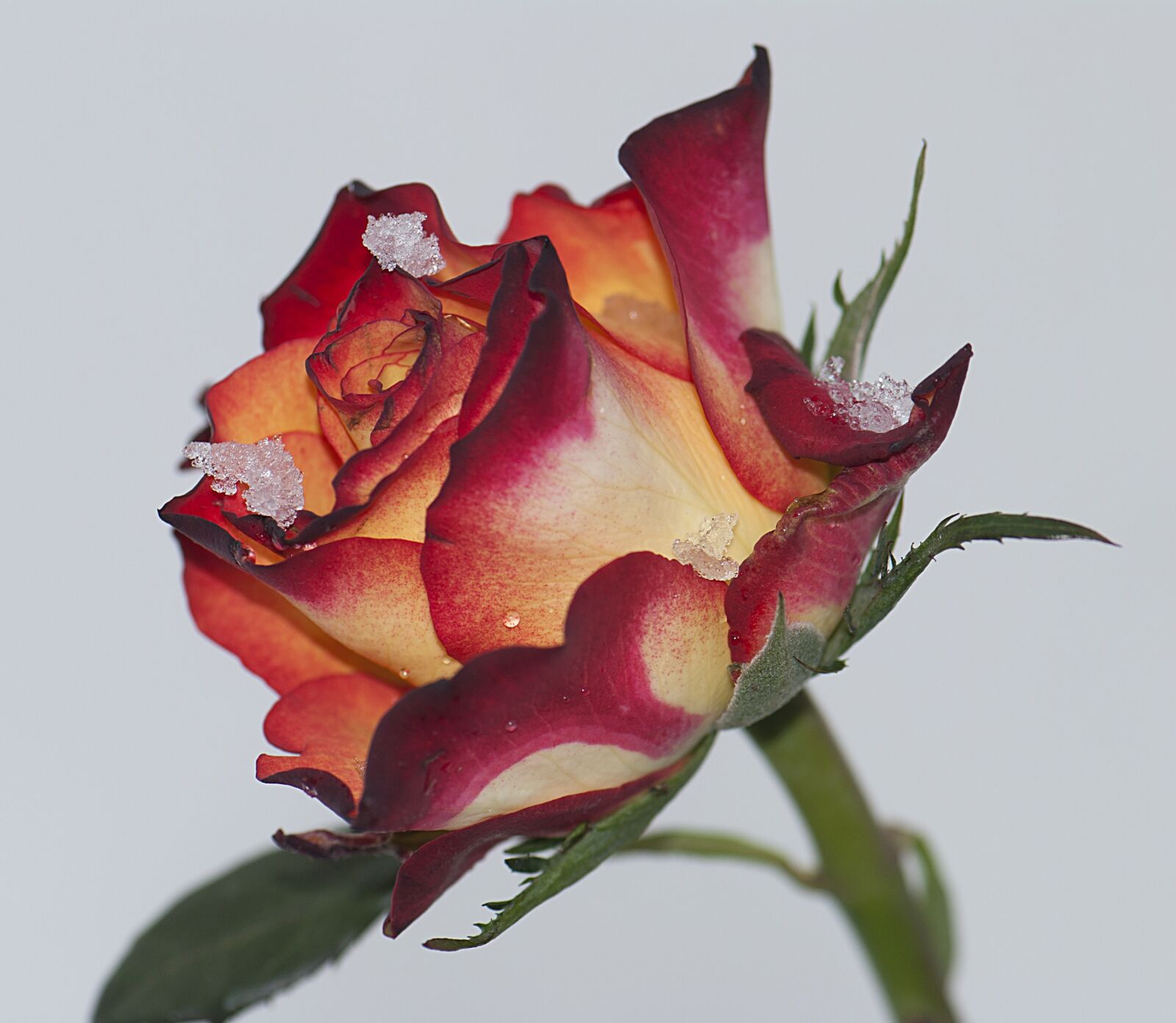 Nikon D60 sample photo. Rosa, rossa, snow photography