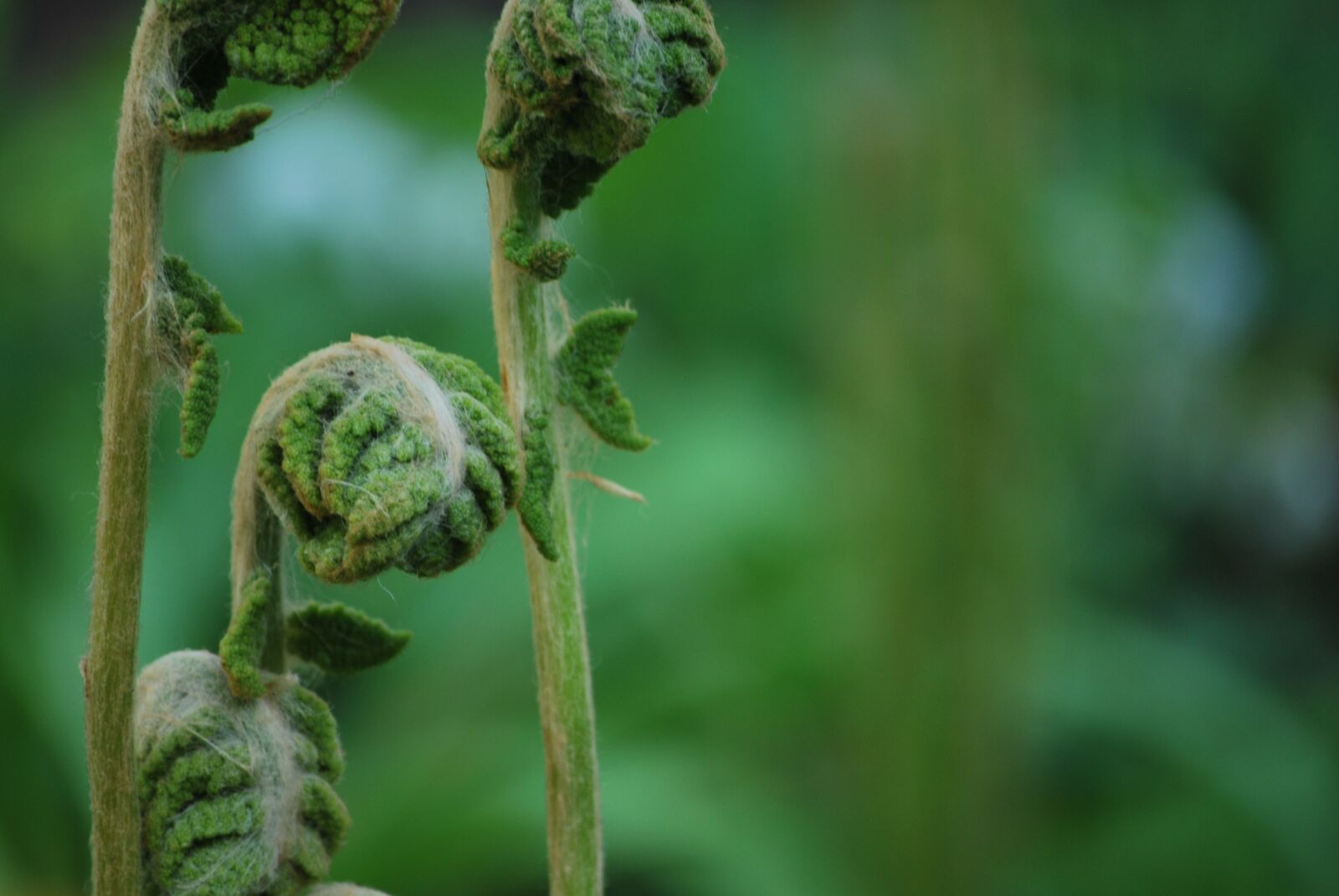Nikon D60 sample photo. Fern, bud, grows photography