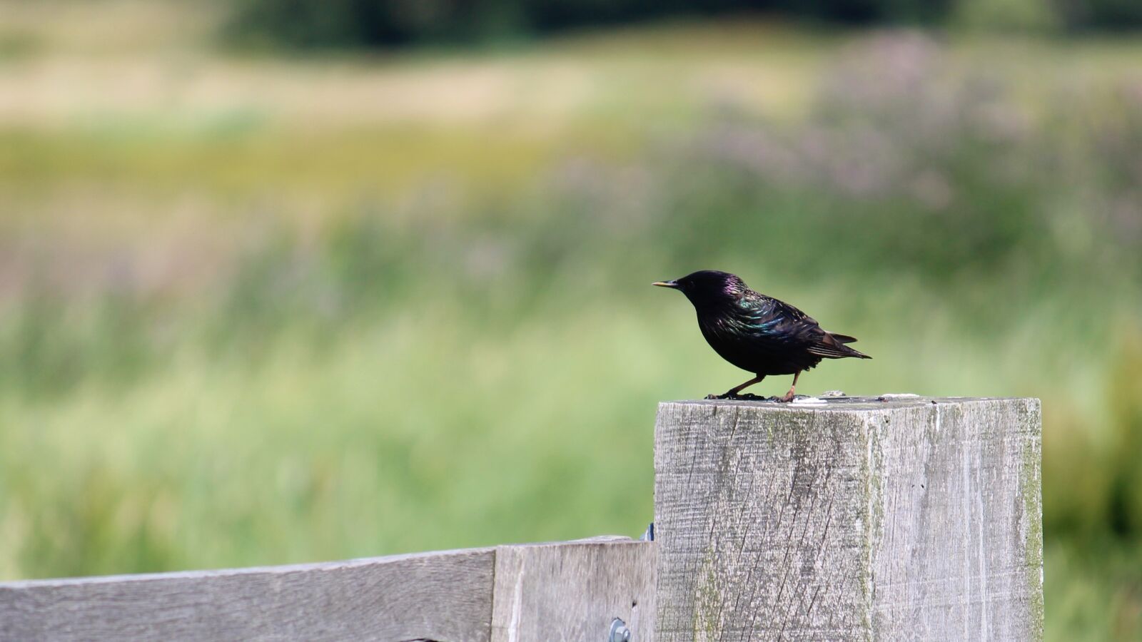 Canon EOS 4000D (EOS Rebel T100 / EOS 3000D) sample photo. Bird, fence, blackbird photography