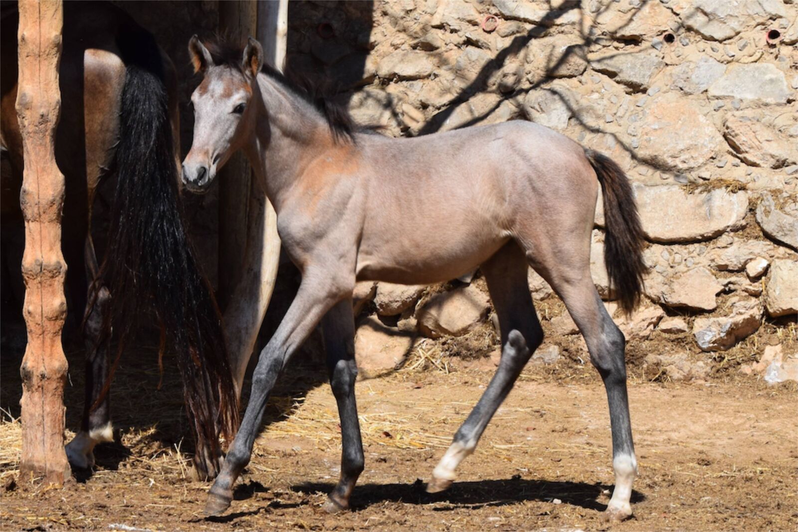 Nikon D3300 sample photo. Foal, horse, andalusian photography