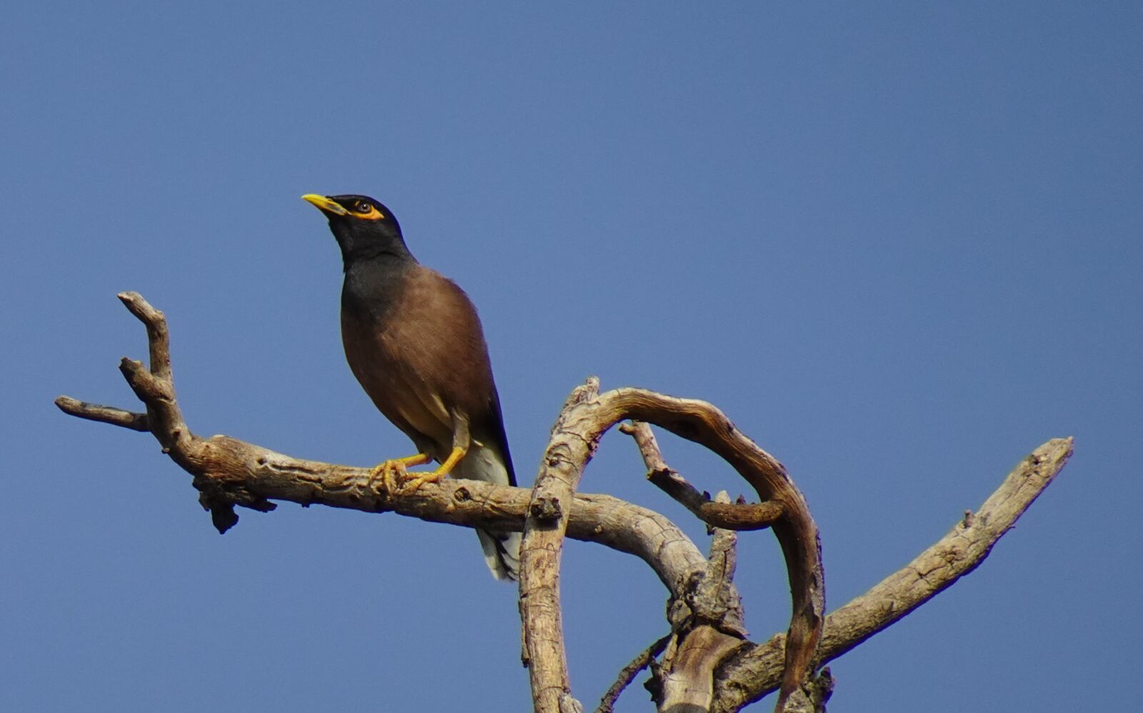 Sony DSC-WX800 sample photo. Common myna, indian myna photography