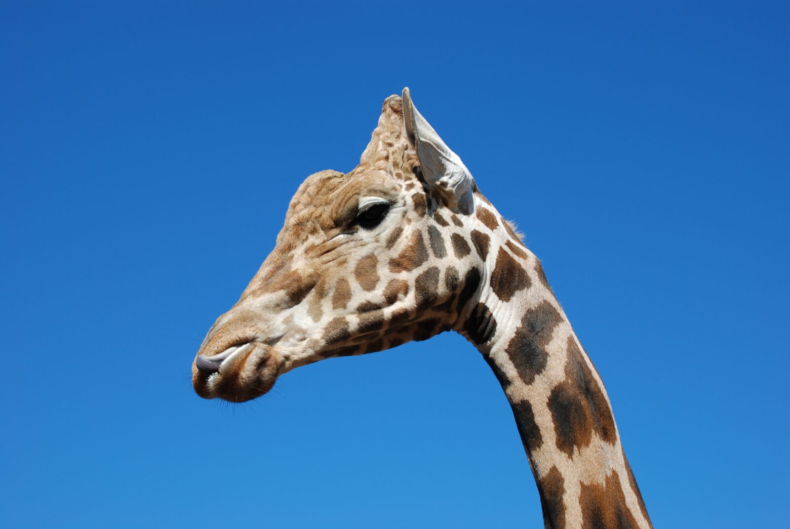 Nikon D80 sample photo. Giraffe, sky, blue photography
