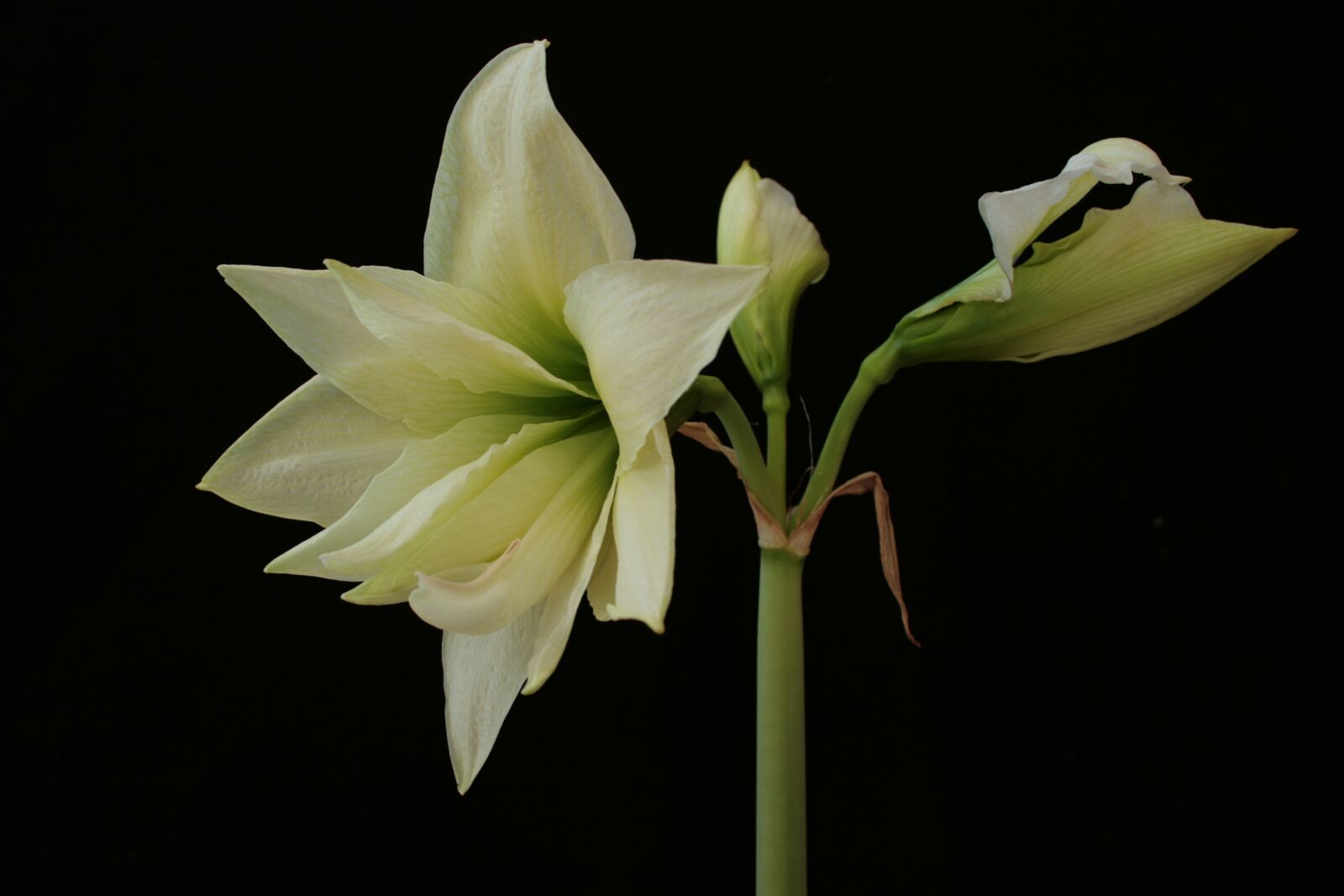 Canon EOS 400D (EOS Digital Rebel XTi / EOS Kiss Digital X) sample photo. Amaryllis, white flower, still photography