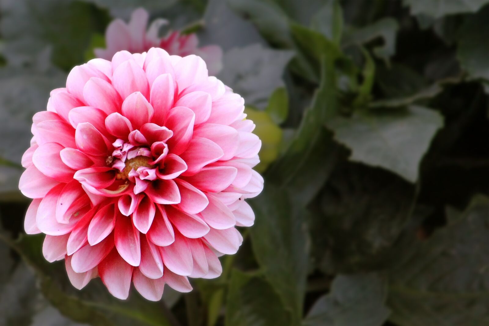 Canon EOS 600D (Rebel EOS T3i / EOS Kiss X5) sample photo. Blossom, bloom, red white photography