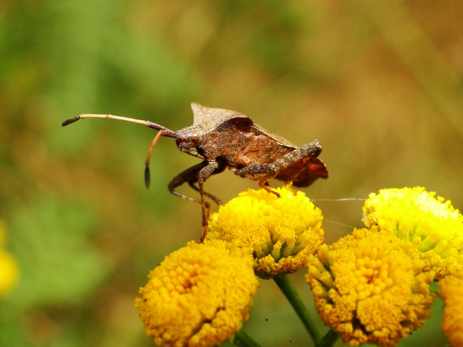 Sony Cyber-shot DSC-HX1 sample photo. Nature, insect, plant photography